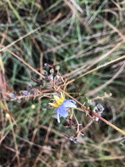 Dianella amoena