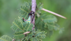 Umbonia crassicornis