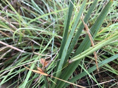 Dianella amoena