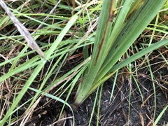 Dianella amoena