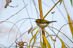 Abroscopus albogularis