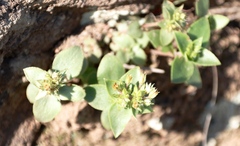 Crassula pellucida brachypetala