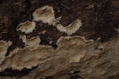 Phlebia centrifuga