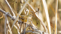Prinia flaviventris