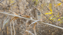 Emberiza fucata