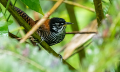 Cantorchilus nigricapillus