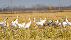 Leucogeranus leucogeranus