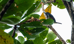 Capito maculicoronatus