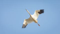 Leucogeranus leucogeranus