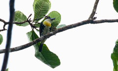 Capito maculicoronatus