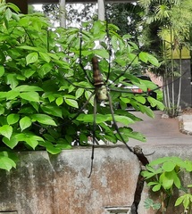 Nephila pilipes