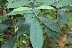 Gentianales