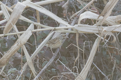 Emberiza fucata