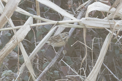 Emberiza fucata