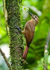 Dendrocincla fuliginosa