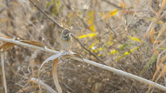 Emberiza fucata