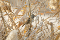 Emberiza fucata
