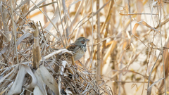 Emberiza fucata