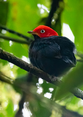 Ceratopipra mentalis