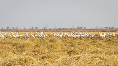 Leucogeranus leucogeranus