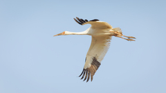 Leucogeranus leucogeranus