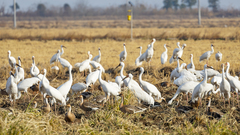 Leucogeranus leucogeranus