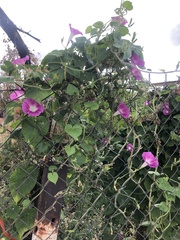 Ipomoea magnusiana
