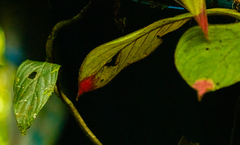 Columnea purpurata