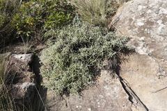 Helichrysum chionosphaerum