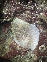 Acanthodoris nanaimoensis