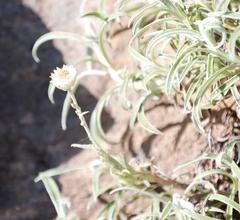 Helichrysum chionosphaerum
