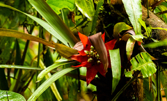 Guzmania conglomerata