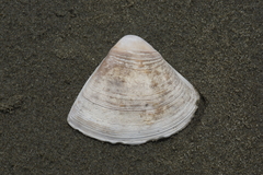 Crassula aequilatera