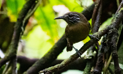 Cantorchilus leucopogon