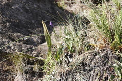 Moraea inclinata