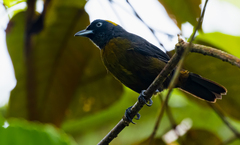 Mitrospingus cassinii