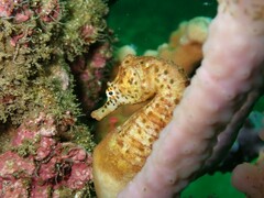 Hippocampus abdominalis
