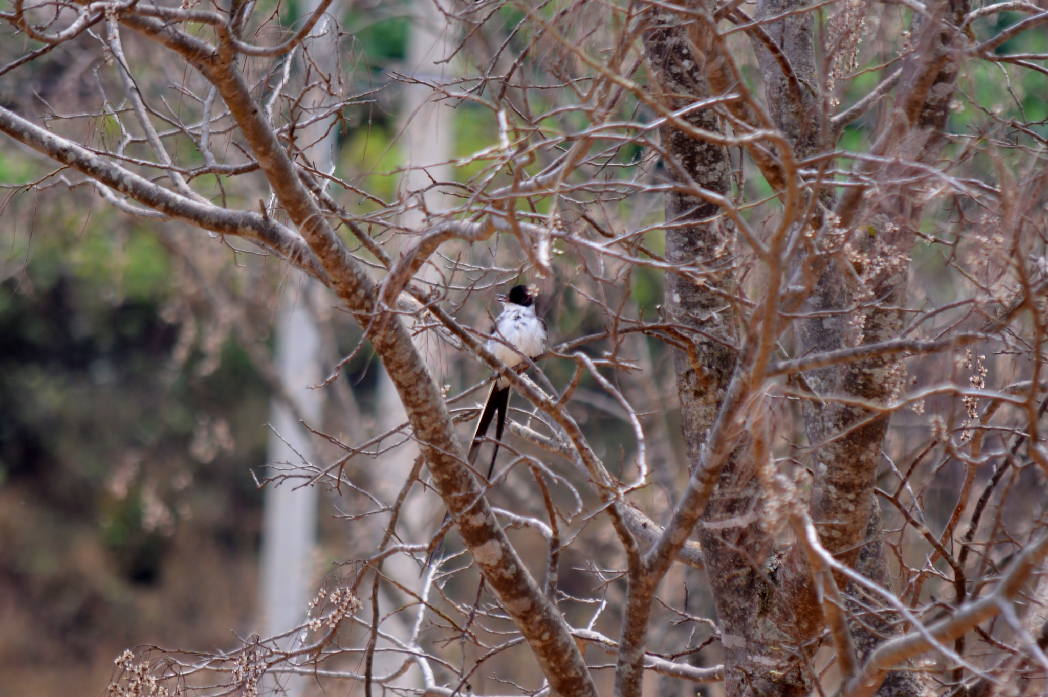 Tyrannus savana savana