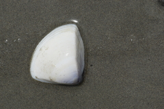 Crassula aequilatera