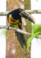 Pteroglossus torquatus sanguineus