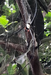 Nephila pilipes