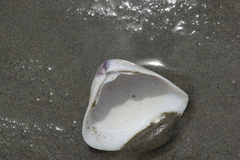 Crassula aequilatera