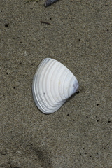 Crassula aequilatera