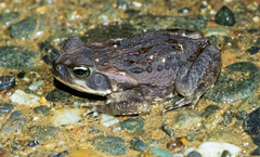 Rhinella horribilis