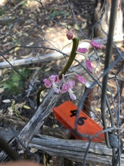 Dipodium pardalinum