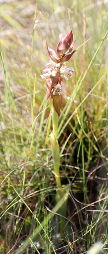 Image of Satyrium cristatum by (c) Tony Rebelo, some rights reserved (CC BY-SA)