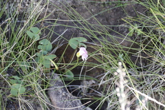Oxalis obliquifolia