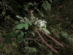 Desmanthus pernambucanus