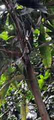 Nephila pilipes