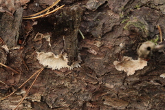 Phlebia centrifuga